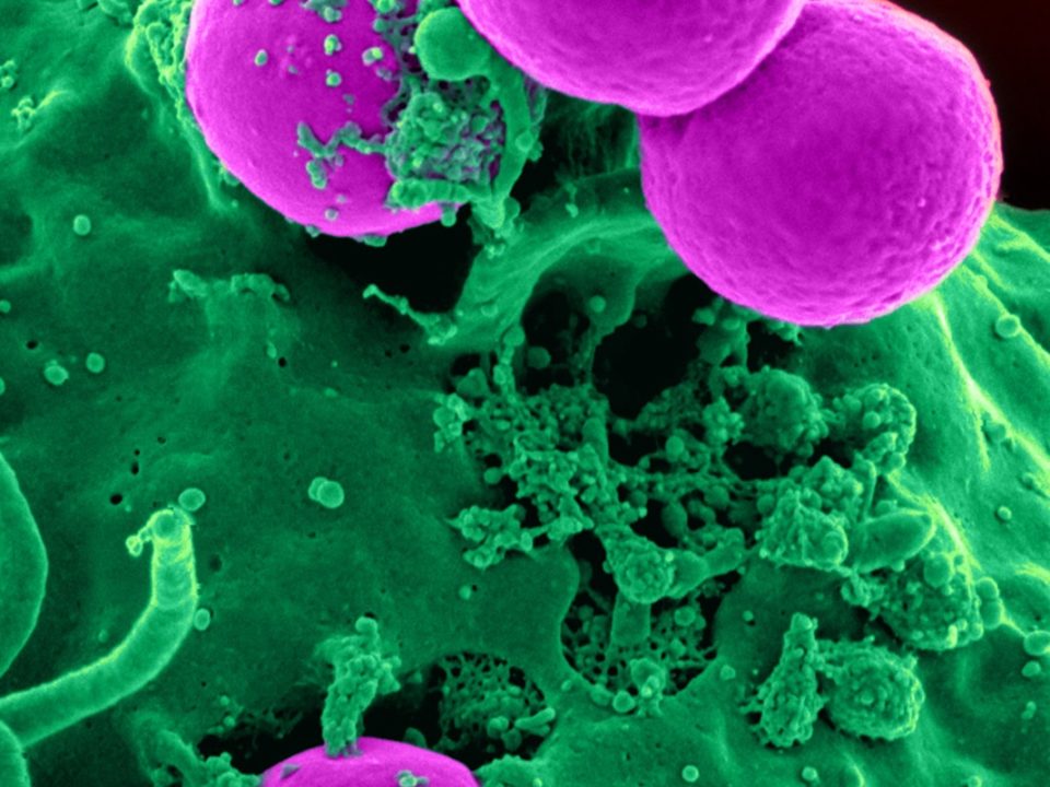 la microbiota se relaciona de forma estrecha con la salud