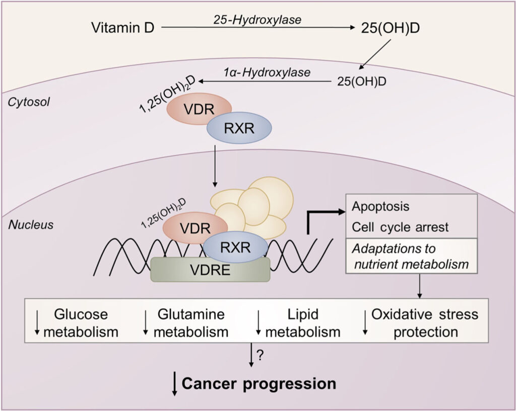 vitamina D y progresión cáncer