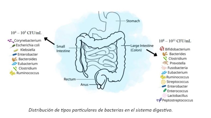 el SIBO se produce en el intestino delgado
