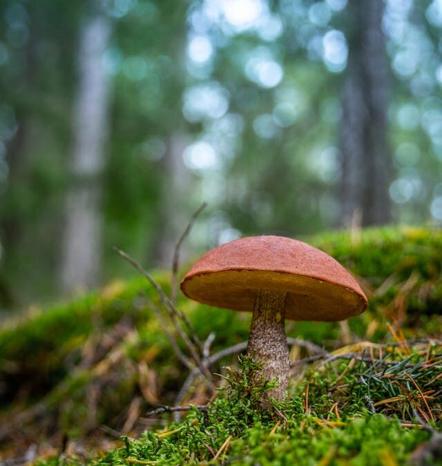 no generan dependencia y crear nuevas conexiones neuronales