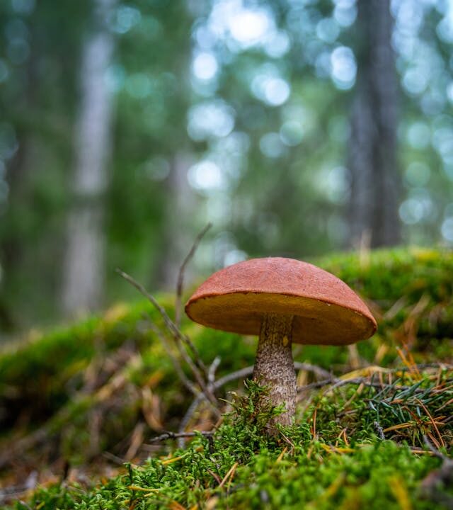 no generan dependencia y crear nuevas conexiones neuronales